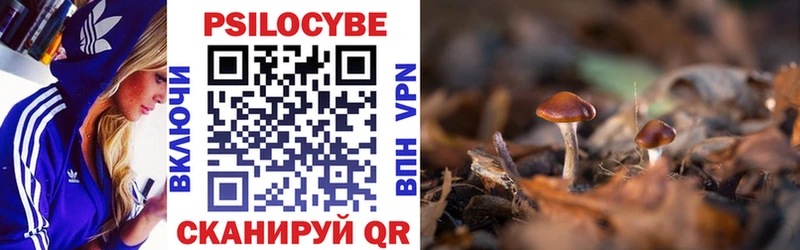 купить  цена  Шилка  Псилоцибиновые грибы Psilocybine cubensis 